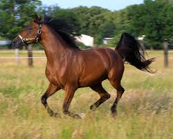 Have fun solving this horse jumping jigsaw puzzle online depicting rider and steed as they soar over a fence. Online Jigsaw Puzzle Horse