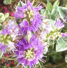 Image result for shrubby veronica hebe