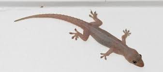 Lizard meat helps to get rid of stomach discomfort which may promote flatulence due to the gastric trouble. Asian Geckos And How To Control Them Safeguard Pest Control