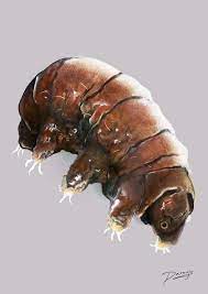 Tardigrado Adhuc Stantes Daniel Araujo Lopez Tardigrados Daniel Animales
