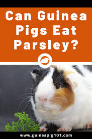 Pin On Funny Furry Friends