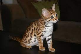 Awwww I Want One How Cute Someday Maybe Bengal Kitten Bengal Cat Asian Leopard Cat
