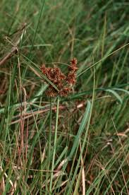Image result for Cyperus sp. (ex Mariscus sp.no.2)