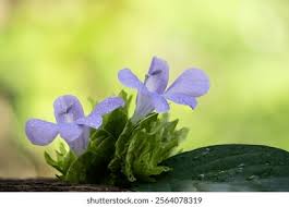 Image result for Barleria setosa