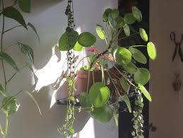 Maybe you would like to learn more about one of these? Comprendre Les Besoins De Ses Plantes D Interieur