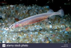 Image result for Vandellia