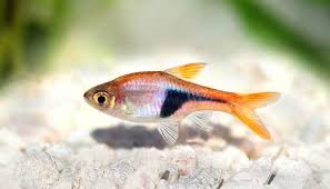 The species became an instant favorite among aquarists after its introduction in the early 1900s and is the best known and most widely kept species among the rasboras. Harlequin Rasbora Trigonostigma Heteromorpha Encyclo Fish