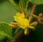 Image result for Corchorus longipedunculatus