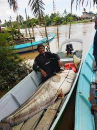 Apa yang menariknya air di tasik empangan bakun jernih kebiruan. Rezeki Ikan Tapah Gergasi Rm1 500 Astro Awani