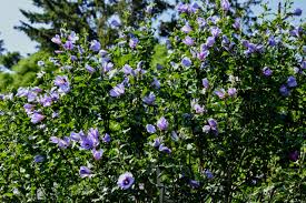 The leaves emerge late in the spring.leaves are medium to dark green in summer with no or poor yellow fall color. Removing Rose Of Sharon The Martha Stewart Blog