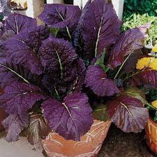 (21 days for baby leaves) osaka purple ismild mustard green to add to your salads and cooking. Deep Purple Mustard Seeds Ws 16234 1 90 Weseeds Com