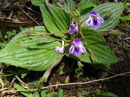 Image result for Craterostigma nummulariifolium