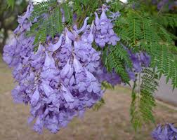 Tree with purple seed pods. Jacaranda Mimosifolia Wikipedia