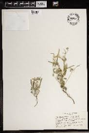 Image result for Argyrolobium tomentosum