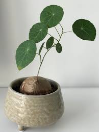 Image result for Salacia erecta