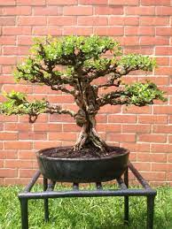 #short de bonsai en un minuto en dónde explico la forma correcta de realizar un sustrato drenante y nutritivo para nuestros bonsai nota:si eres principiante. Bonsai Cali Colombia