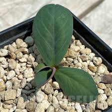 Image result for Monadenium pseudoracemosum