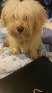 Der havalonka vereint zwei bezaubernde rassen in sich, den bolonka zwetna und den havaneser. Adorable Havalonka Puppy Coventry West Midlands Pets4homes