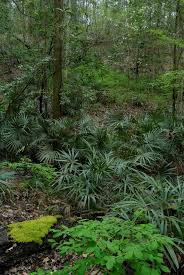 Image result for Leptochloa coerulescens