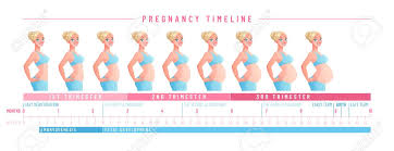Pregnant Woman With Growing Belly By Months Pregnancy Timeline