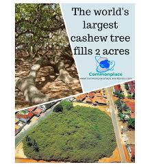 The trees produce a nut along with a cashew apple. World S Largest Cashew Tree Filling Up 2 Acres Marijuanaenthusiasts