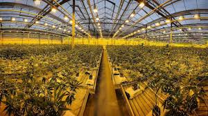 Wayne Patrick Consumer Products pursuing a Sale, Refinancing and Investment  Solicitation Process due to insolvency