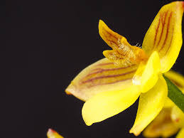 Image result for Polystachya aconitiflora