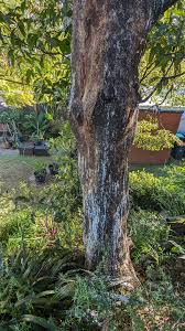 Image result for Pittosporum mildbraedii