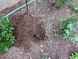 You need to water your plants at least two or three times a week. Planting Dahlia Tubers Minding My P S With Q