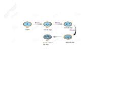 Where Is Morula Formed In Humans Draw A Flow Chart To