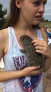 Catching a rabbit stuck in a hay shed