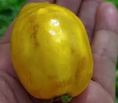 Image result for Eugenia capensis