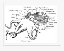 Leg, head, face human anatomy picture organs science diagram for human body parts all organs in the human body. Clip Art Internal Body Parts Diagram Of An Octopus Free Transparent Clipart Clipartkey