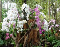 Here's a complete guide to answer your questions about transport, activities, accommodation & more. 7 Best Sights To Visit At National Orchid Gardens Singapore Share Your Travel Stories