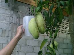 Selain memberikan pupuk anda juga bisa memberikan perawatan berupa kompos cacing dalam jangka waktu 3 bulan sekali. Rahasia Membesarkan Buah Dengan Cara Kreatif Halaman 1 Kompasiana Com
