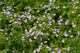 Divide the basal growth away in spring from plants that are at least 3 years old. Tiny Purple Spring Flowers In The Grass Of The Garden Stock Photo Picture And Royalty Free Image Image 99995495