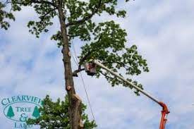 That's why cook's pest control has worked hard for over 80 years to earn your trust. Tree Pruning Trimming Long Island Ny Suffolk County Tree Service
