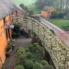 Arne Maynard Garden Design On Instagram Waking Up To The Crab Apple Blossom Garden Design Apple Tree Garden Design Crabapple Tree