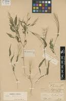 Image result for Panicum brevifolium
