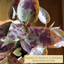 Image result for Tinnea galpinii