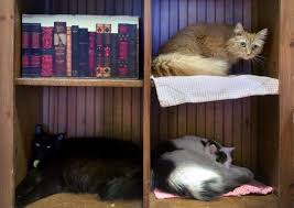 Oregon museum of science and industry: Oregon Animal Shelters Prepare For Increased Need In Wake Of Coronavirus Crisis Oregonlive Com