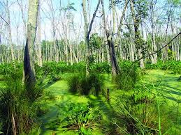 Photo Of The Week Swamp At Wallkill River National Wildlife Refuge Nj Ireland Landscape Deciduous Trees National Wildlife Refuge