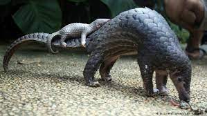 Working to save the world's most trafficked mammal. Singapore Seizes 26 Tons Of Pangolin Scales News Dw 10 04 2019