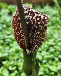 Image result for Sauromatum