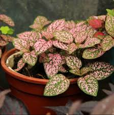 Image result for Hypoestes cancellata