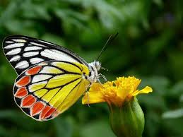 Last year (2020), spirit animal totems launched our youtube channel. The Butterfly Spirit Animal Ultimate Guide Meanings Symbolism