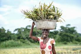 FAO Digital Media Hub