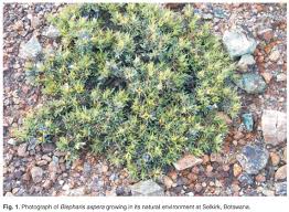 Image result for Blepharis diversispina