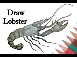 Lobster fishery will soon have to contend with new rules designed to protect an endangered species of whale, and that could necessitate major changes for people in the industry. Draw A Lobster Step By Step Drawing Youtube