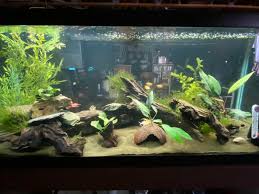 Aquariums Made A Switch All Plants But One Are Now Live Https Www Flakefood Com 287168 Aquariums Made A Switch All Plants But O All Plants Aquarium Plants